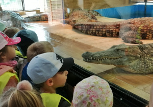 Dzieci przez szybę oglądają krokodyle